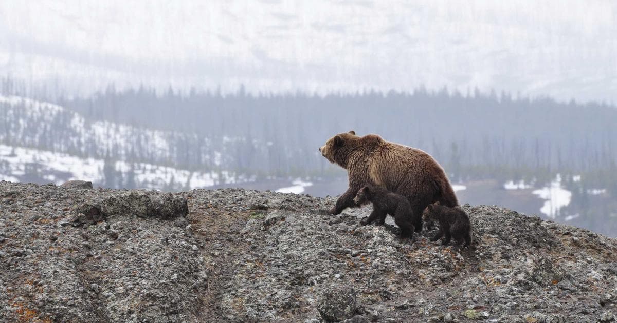 Attachment Styles Are Childhood Survival Strategies You Never Updated